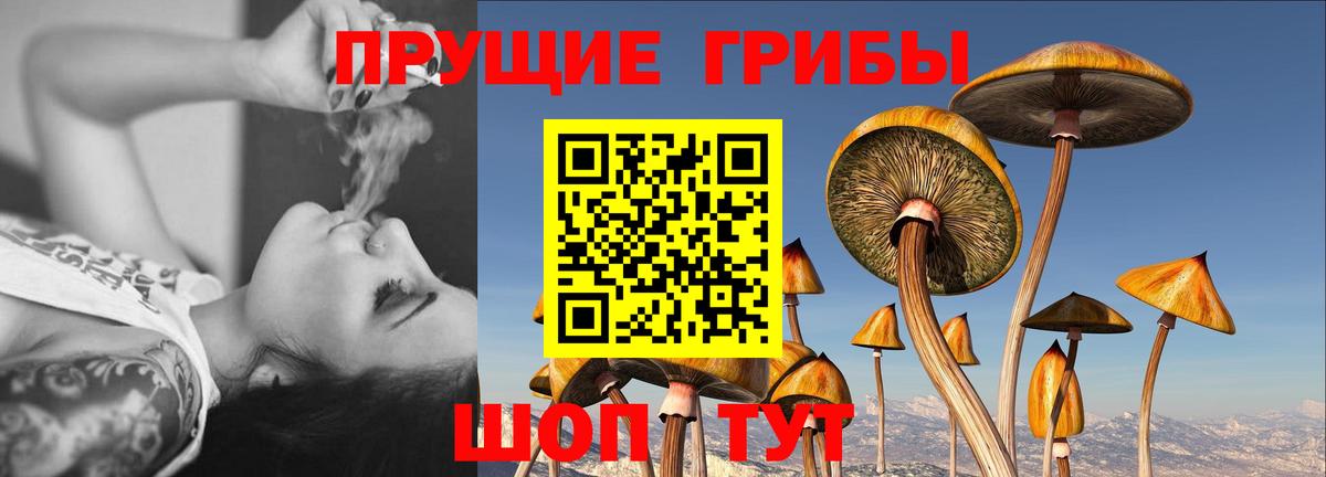 Галлюциногенные грибы GOLDEN TEACHER  Вход с VPN  где продают   Брянск 